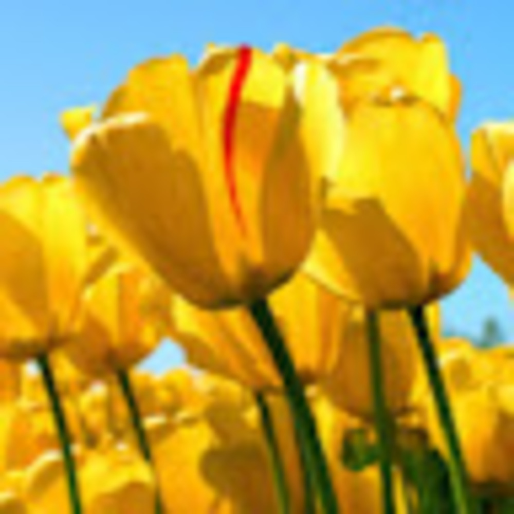 Meet your Posher, Giselle